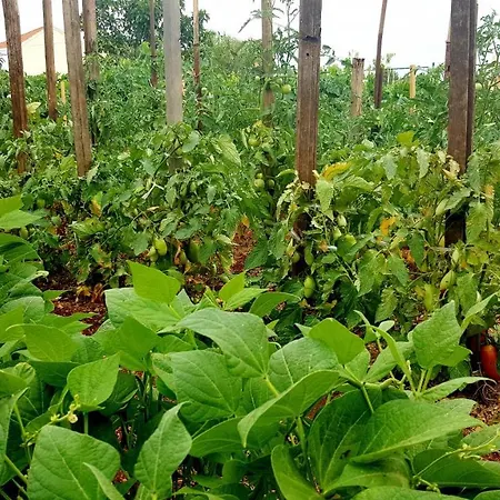 Fafarinka - Close To Krka National Park