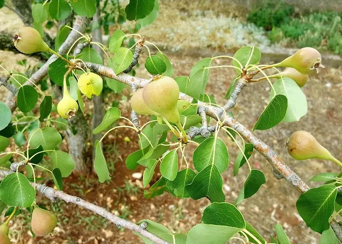 Fafarinka - Close To Krka National Park *