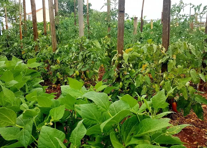 Fafarinka - Close To Krka National Park