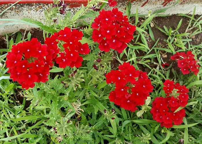 Fafarinka - Close To Krka National Park